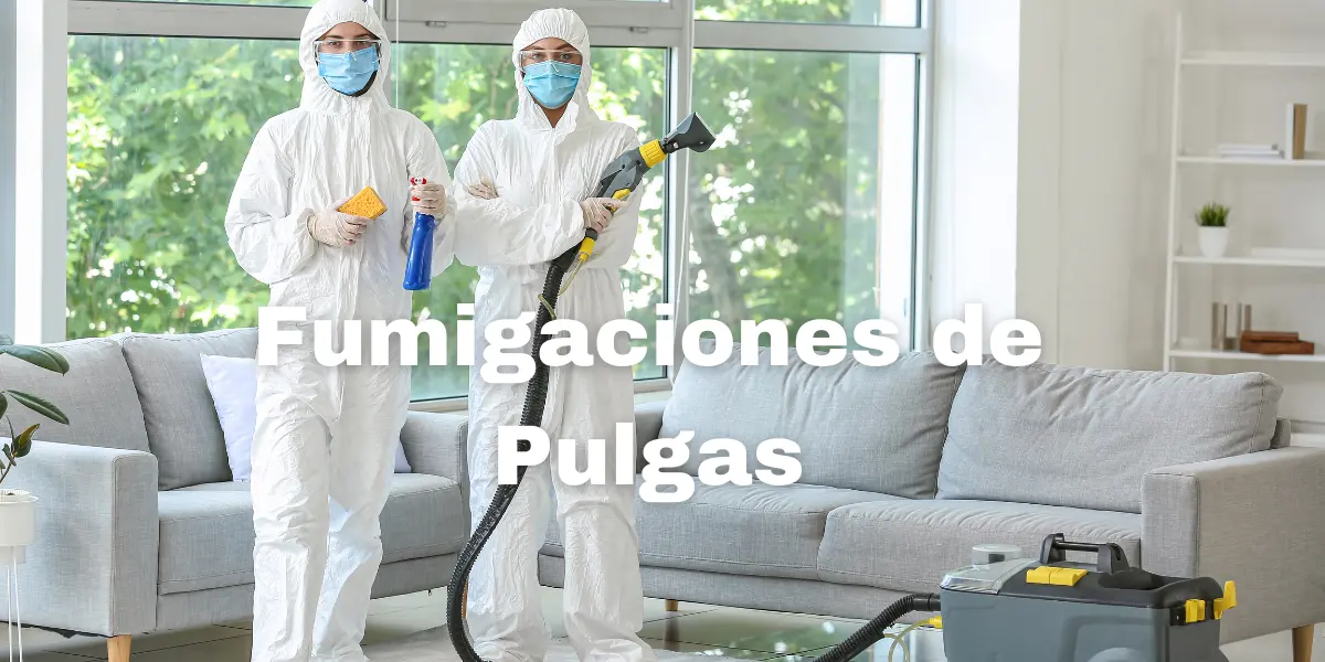 Fumigacion Pulgas 5