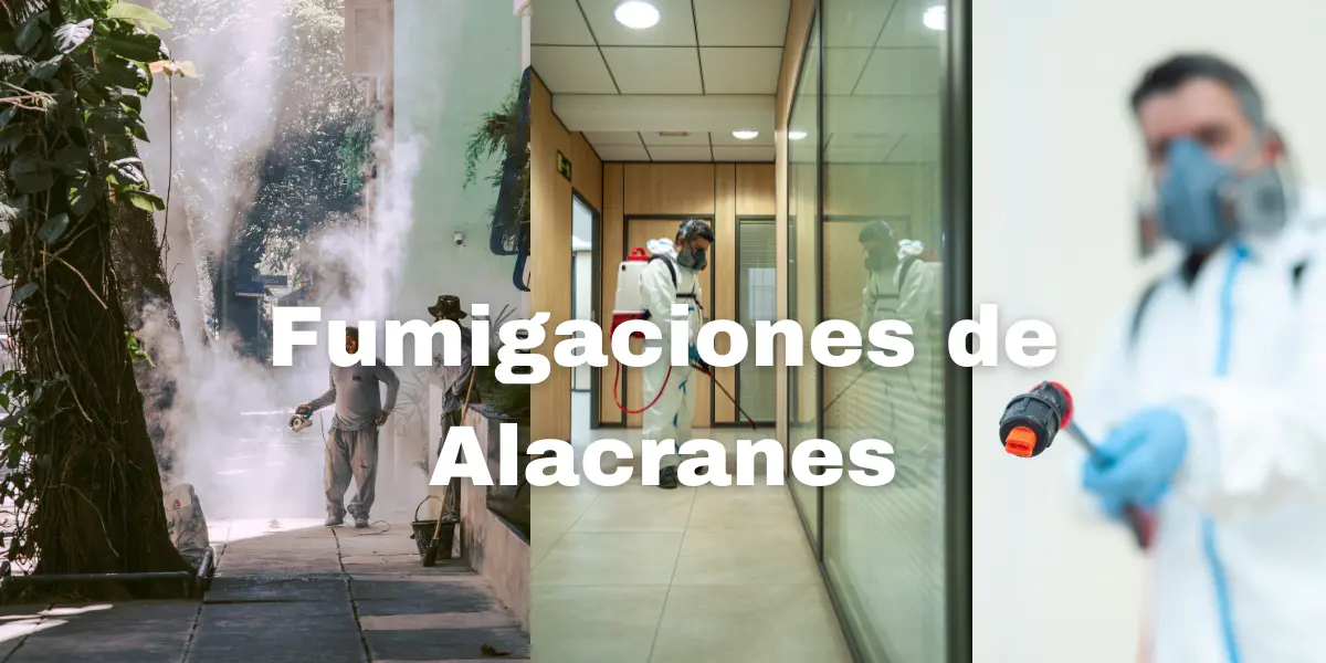 Fumigacion de Alacranes 2