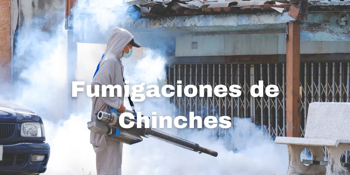 Fumigacion de Chinches 3