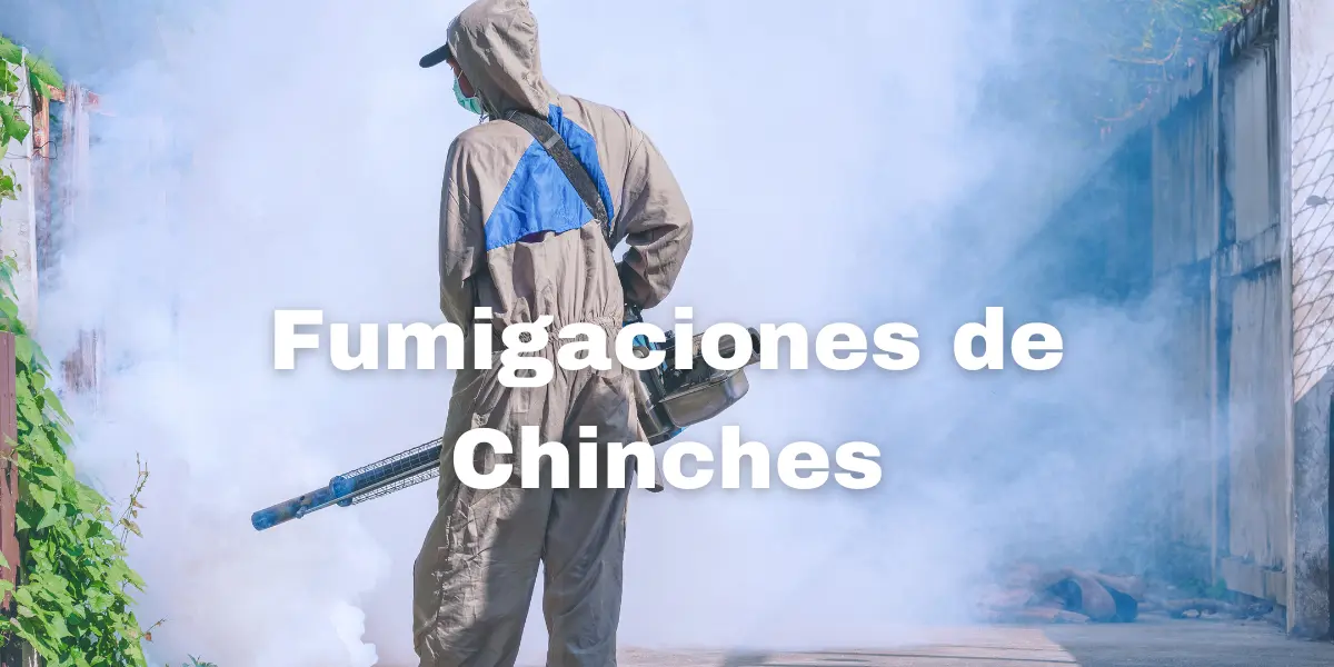 Fumigacion de Chinches